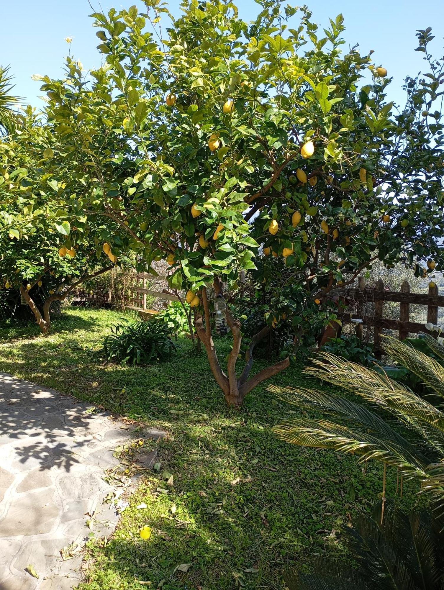 Casa Vacanze Diamante Ogliastro Cilento Dış mekan fotoğraf
